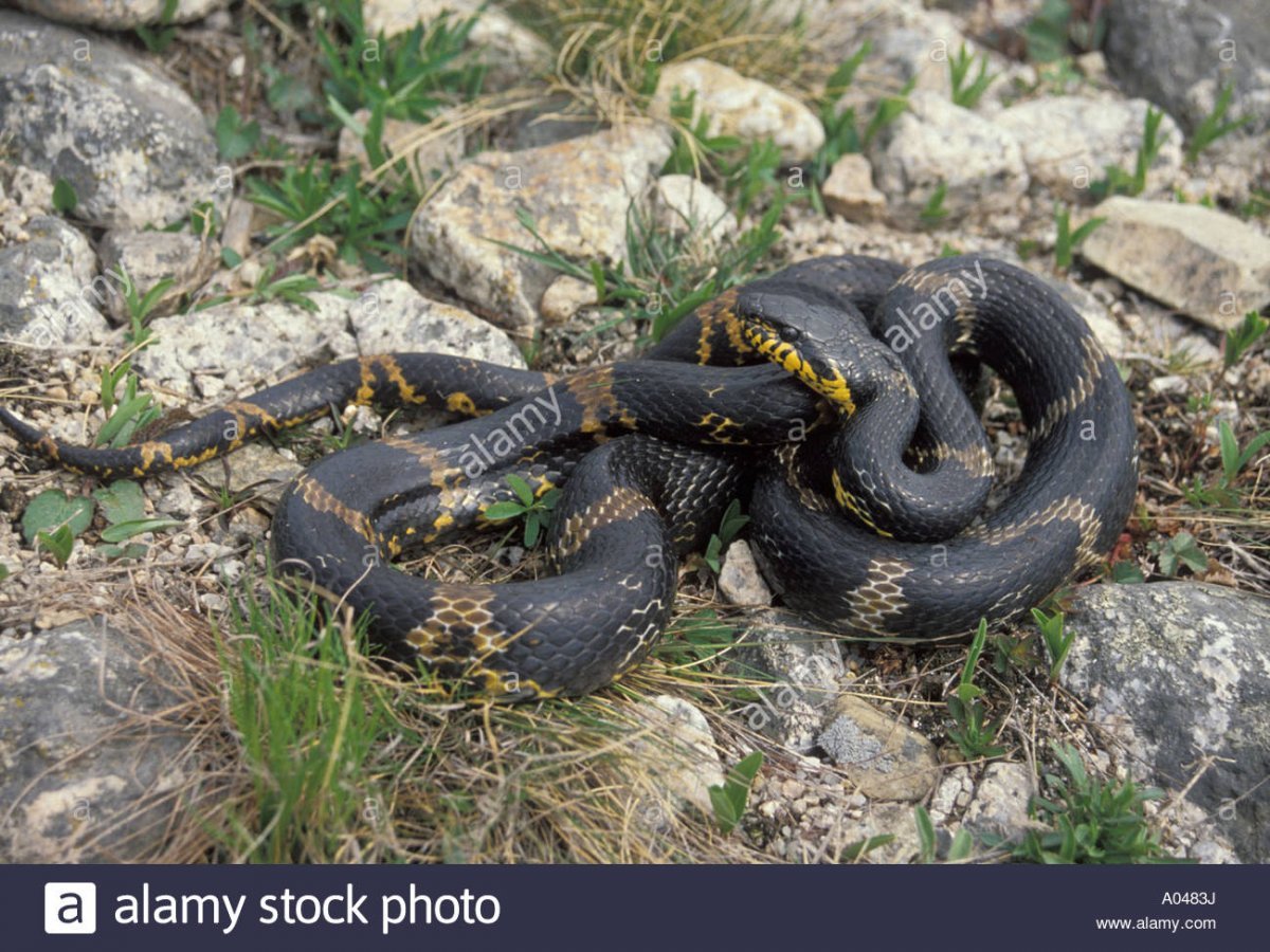 Колючая кустарниковая гадюка