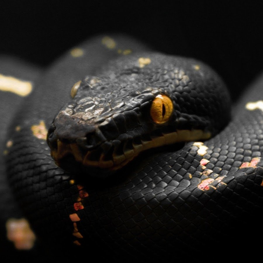 Амурский полоз