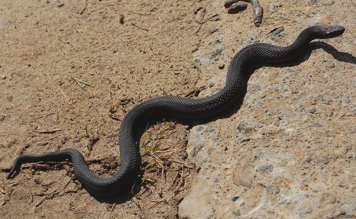 Дальневосточный тигровый полоз