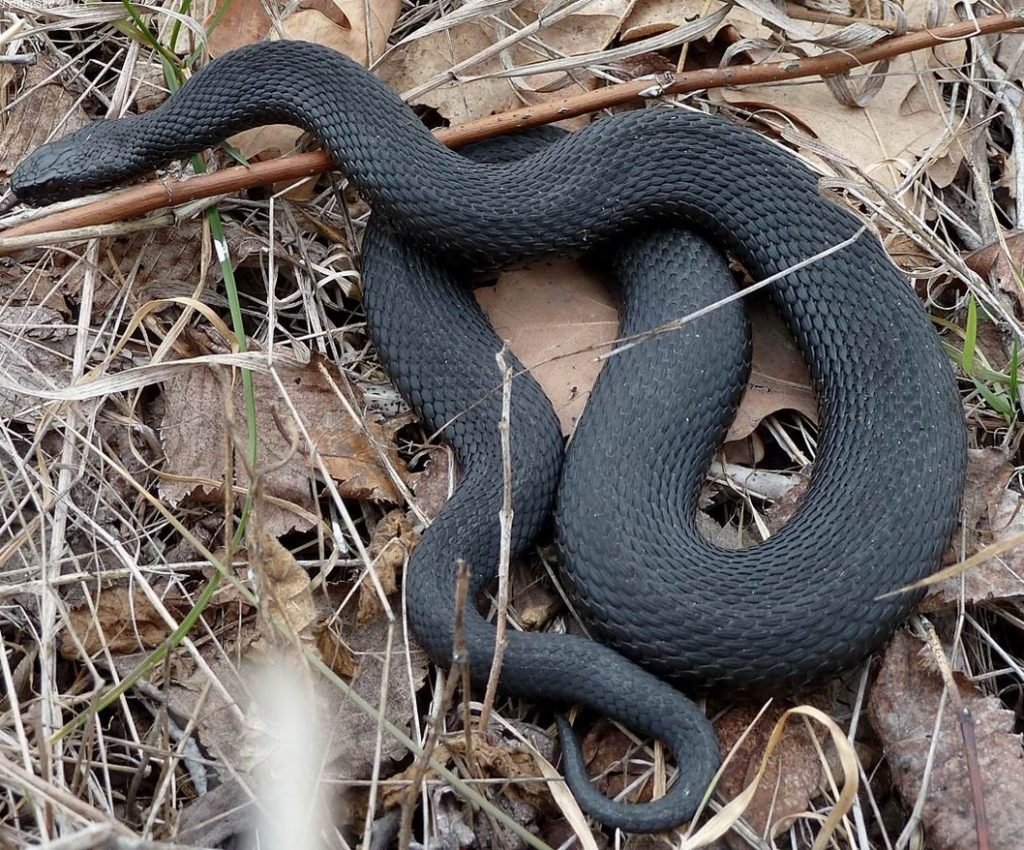 Черный полоз змея