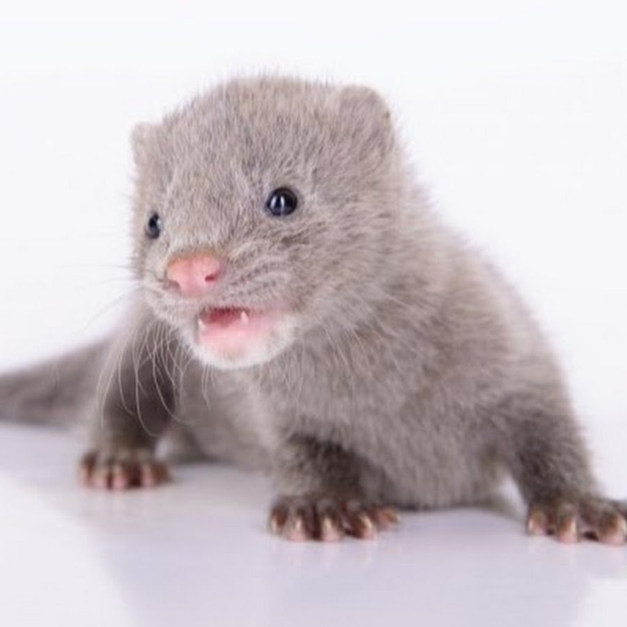 Голубая норка зверек