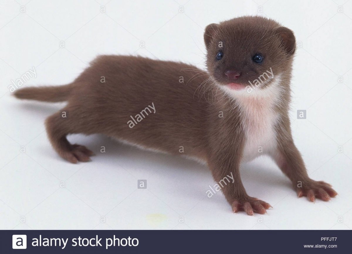 Песец на звероферме