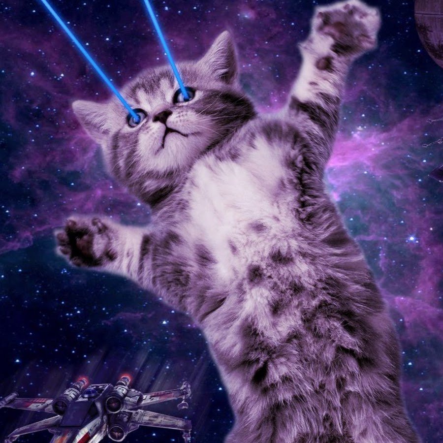 Кошка в космосе