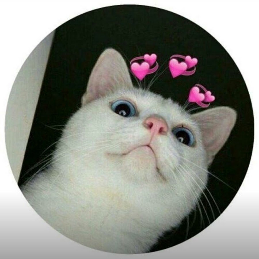 Кот с розовыми щечками