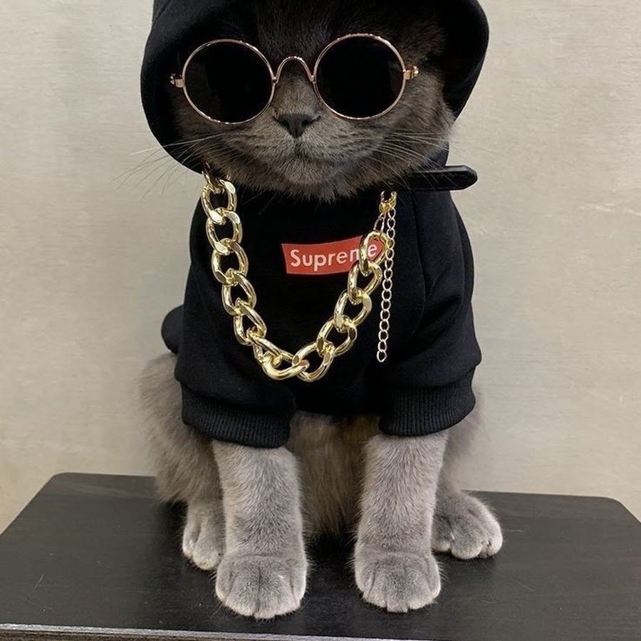 Крутой кот в одежде