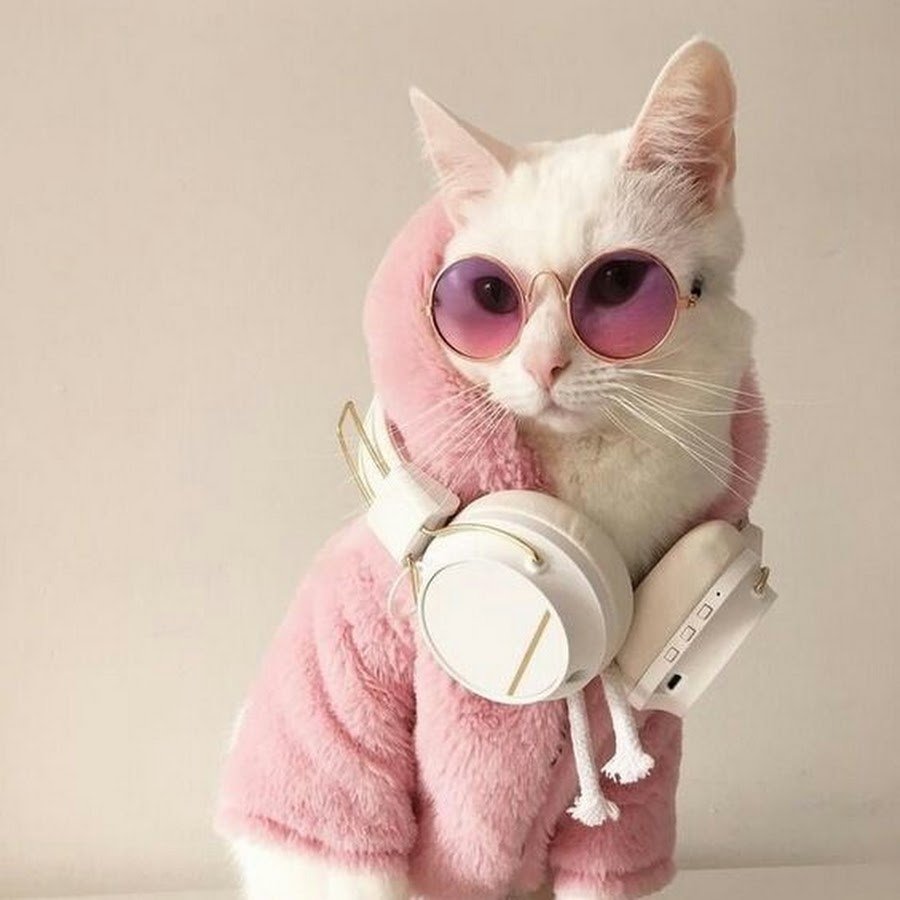 Кот в очках