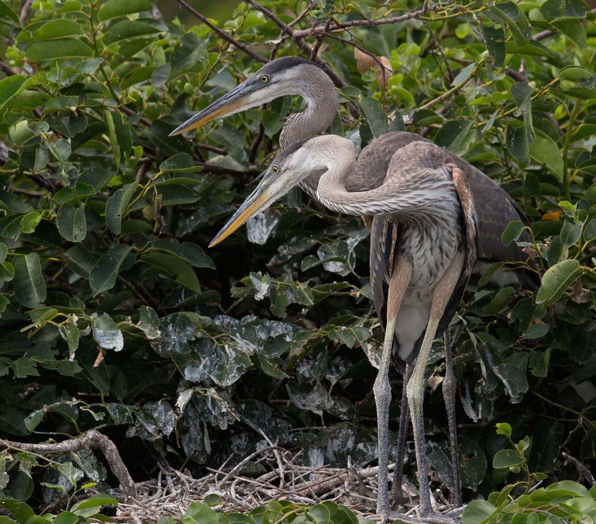 Мадагаскарская цапля
