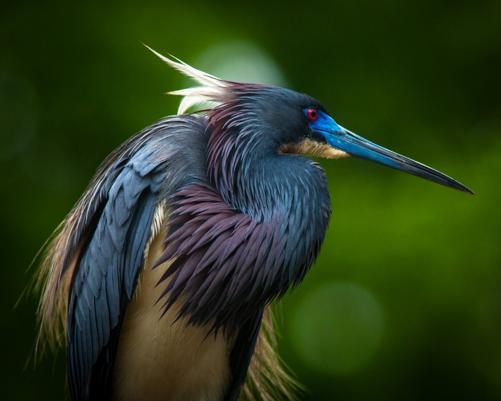 Трёхцветный Херон