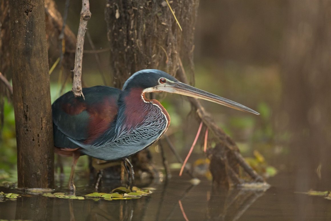 Агами - Agamia Agami