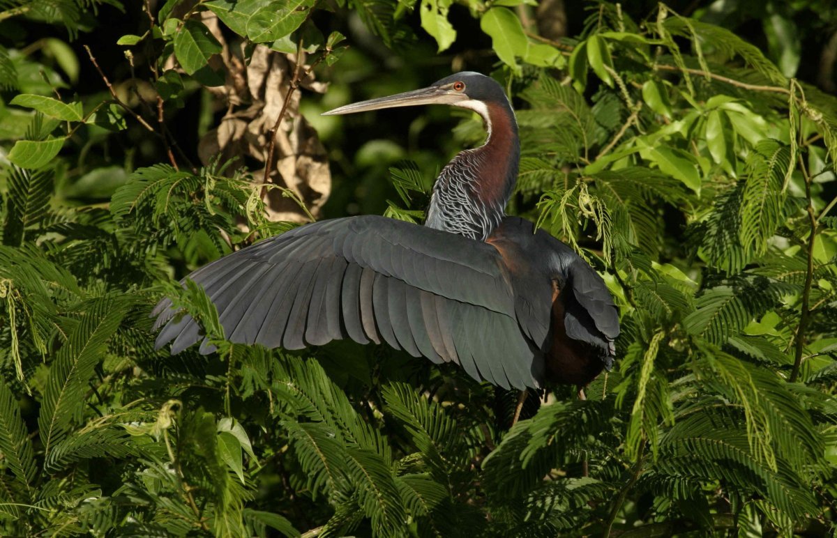 Agami Heron