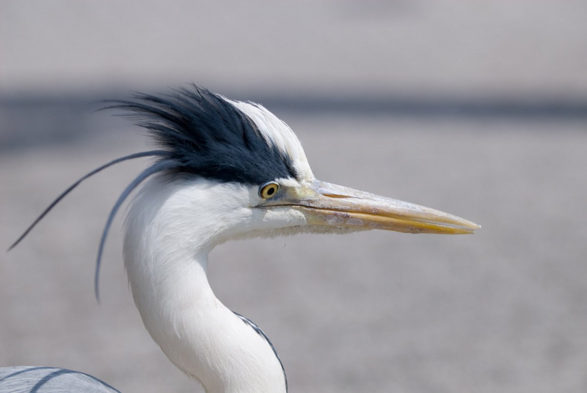 Белая цапля с хохолком