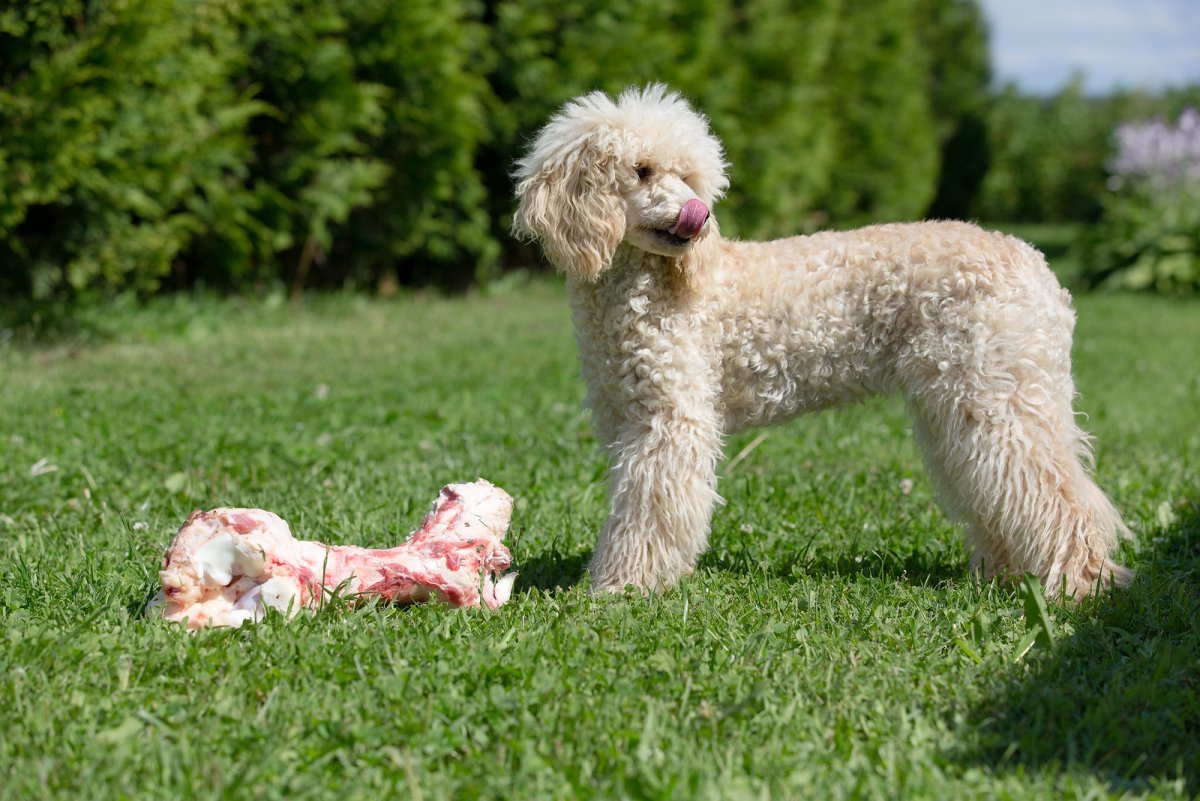 Малый Королевский пудель