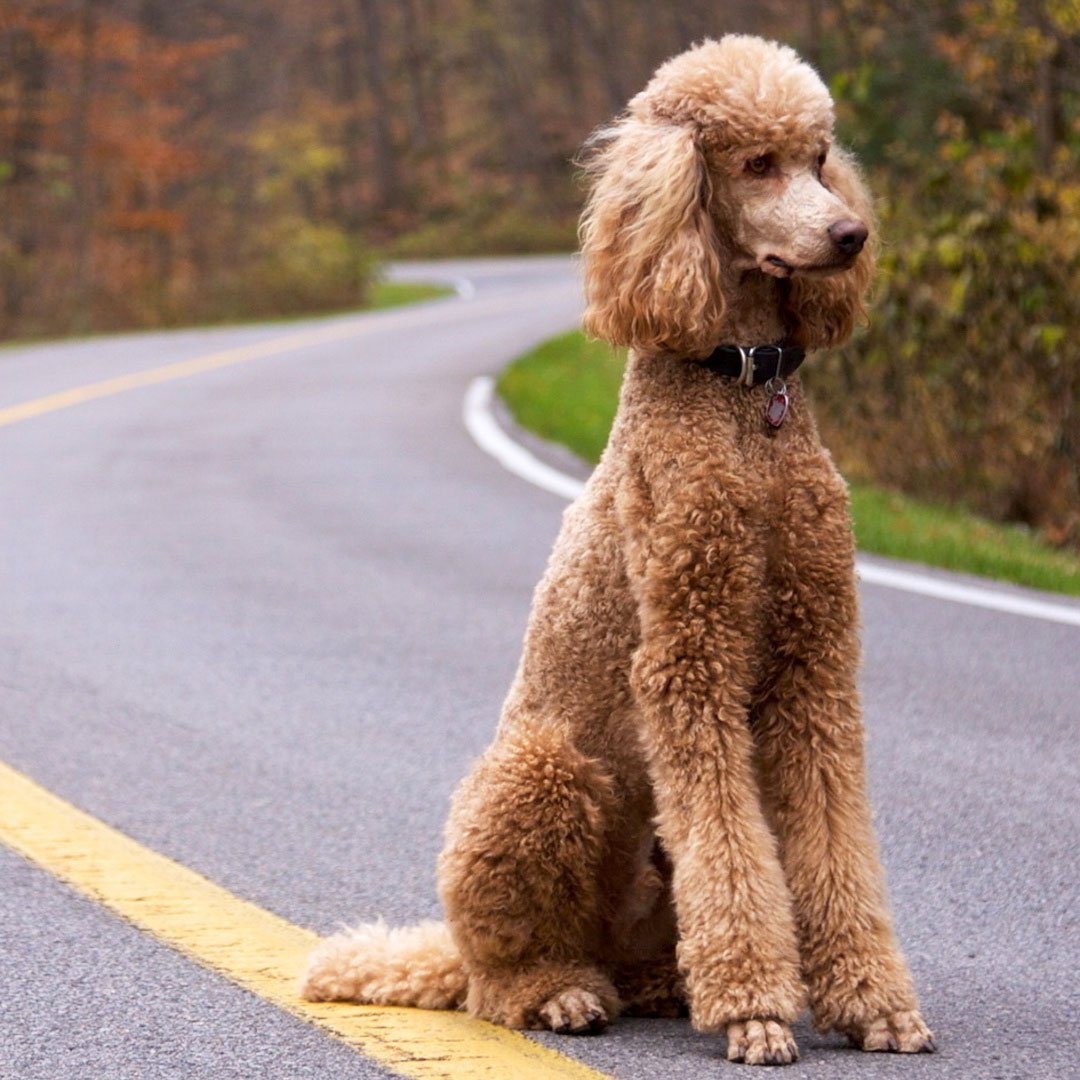 Пудель какает