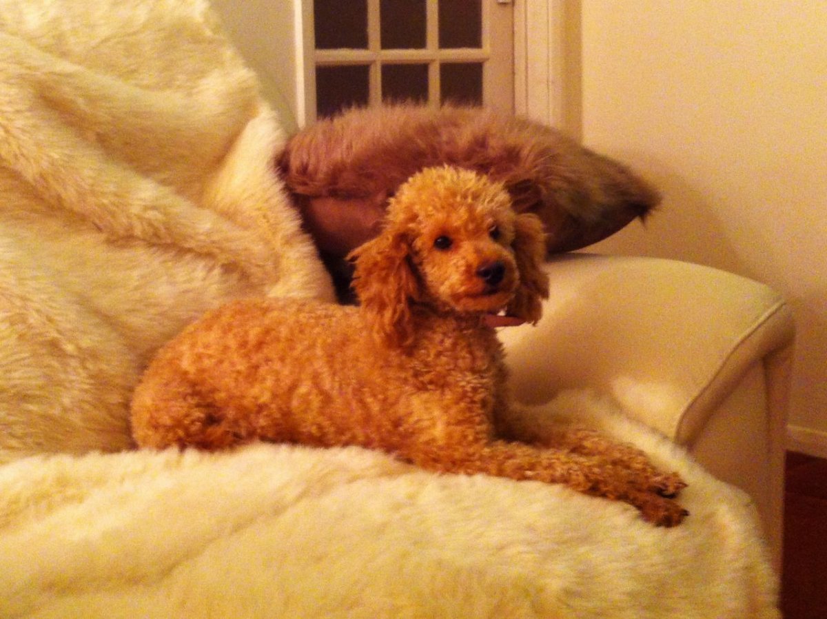 Пудель рыжего цвета