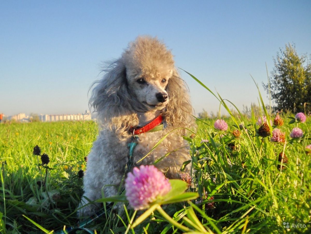 Карликовый Королевский пудель