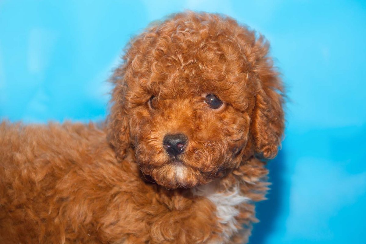 Той пудель 24 см