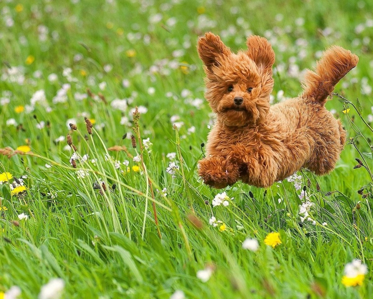 Собака лето