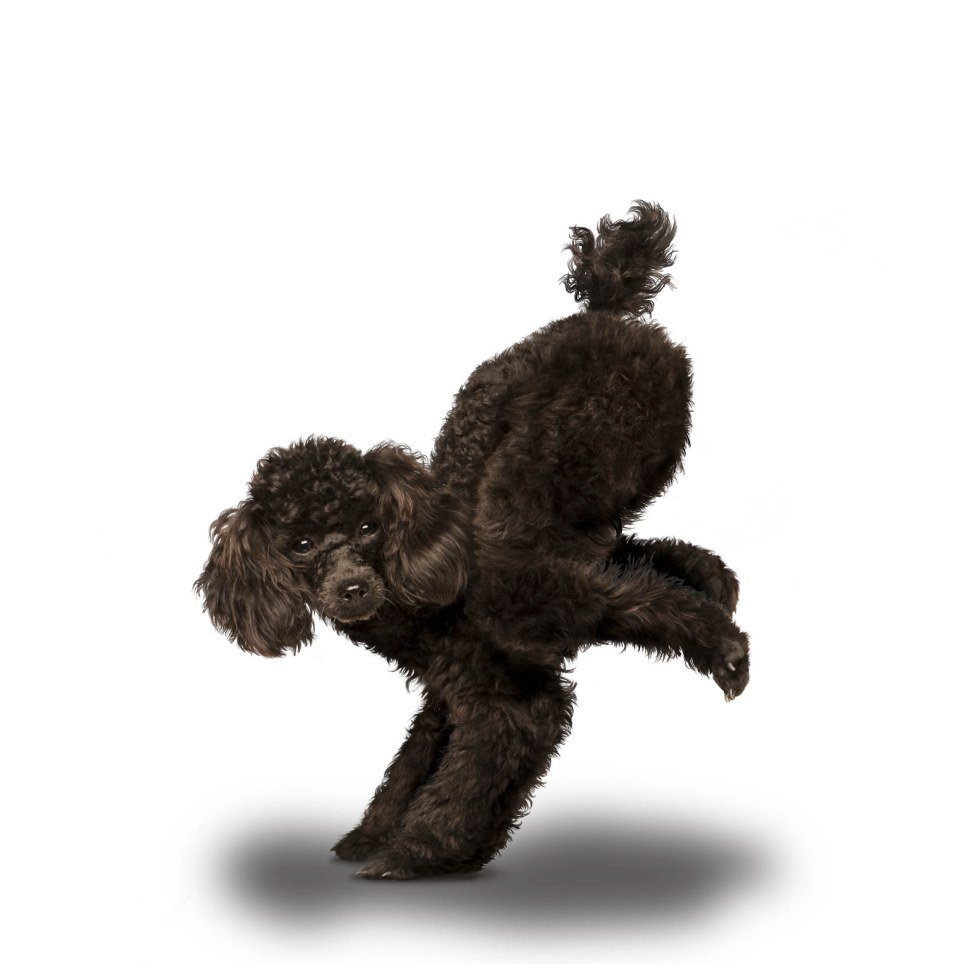 Черный пудель без фона