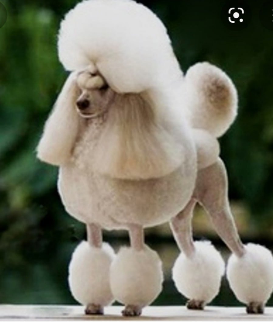 Пудель Сильвер беж