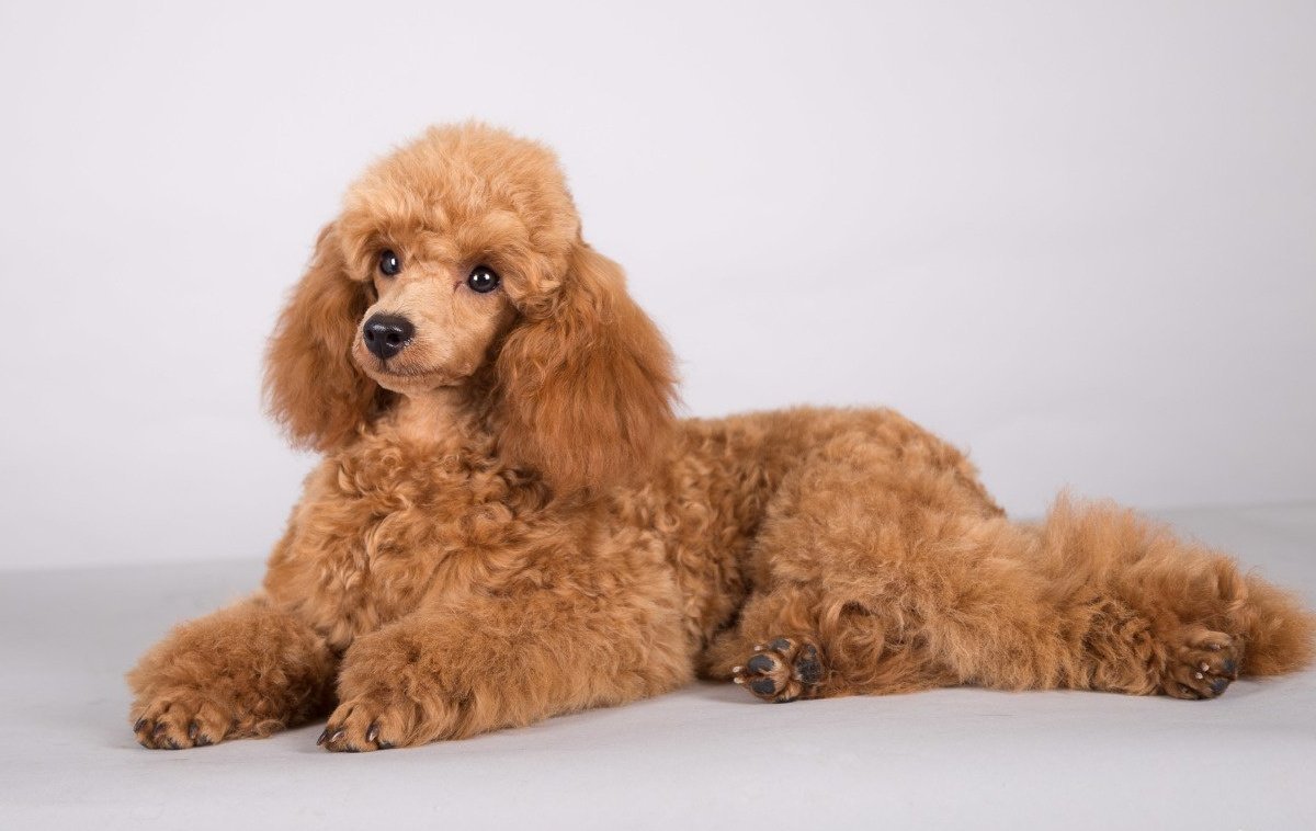 Рыжий пудель
