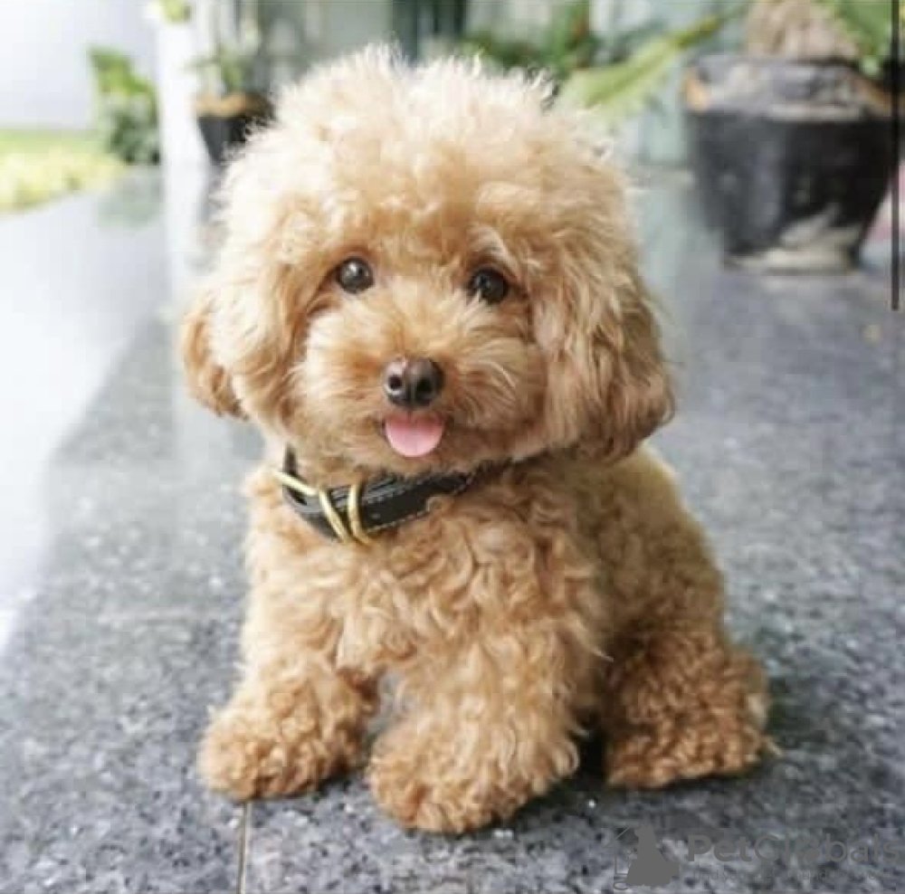 Карликовый пудель мартипу