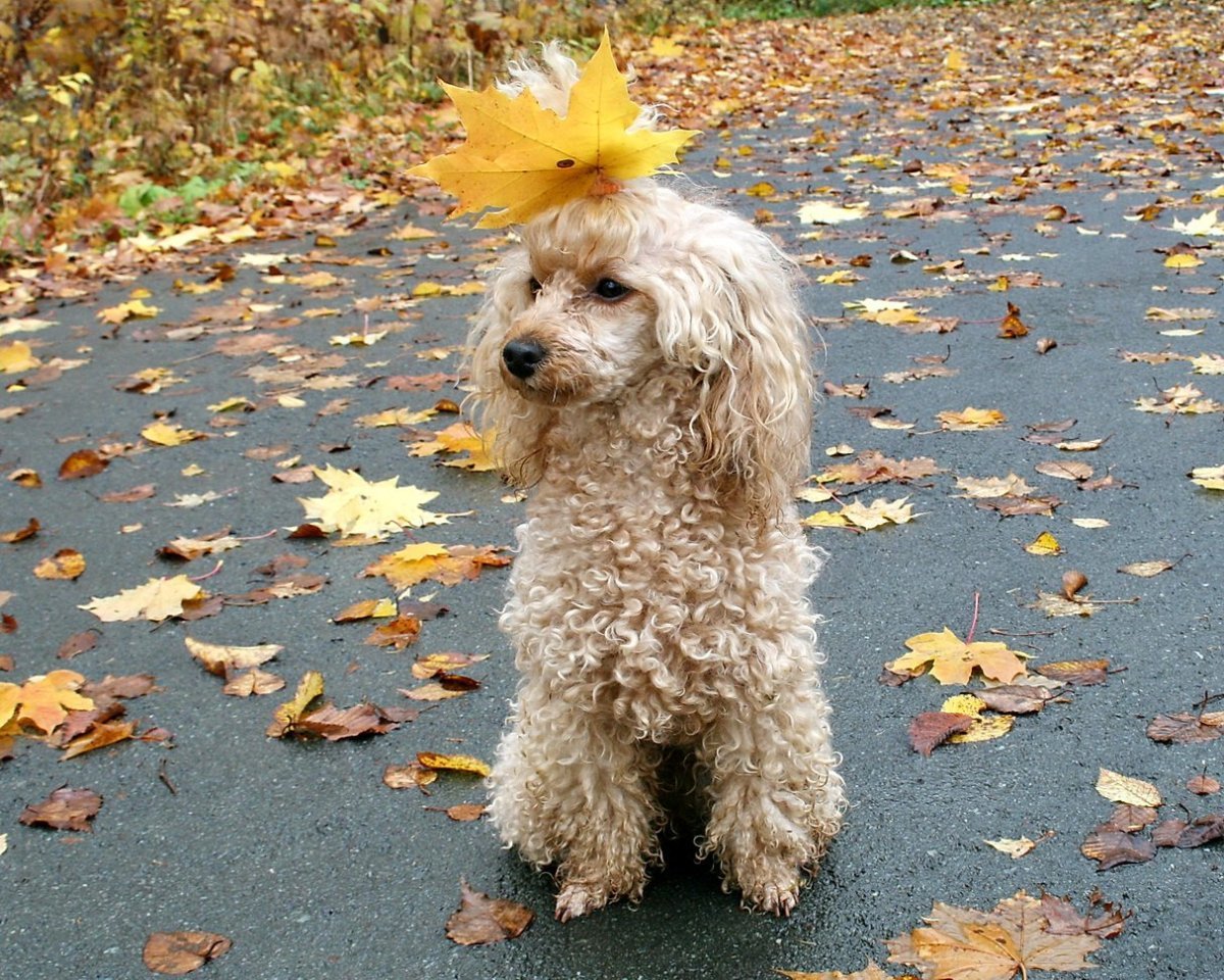 Карликовый пудель терьер