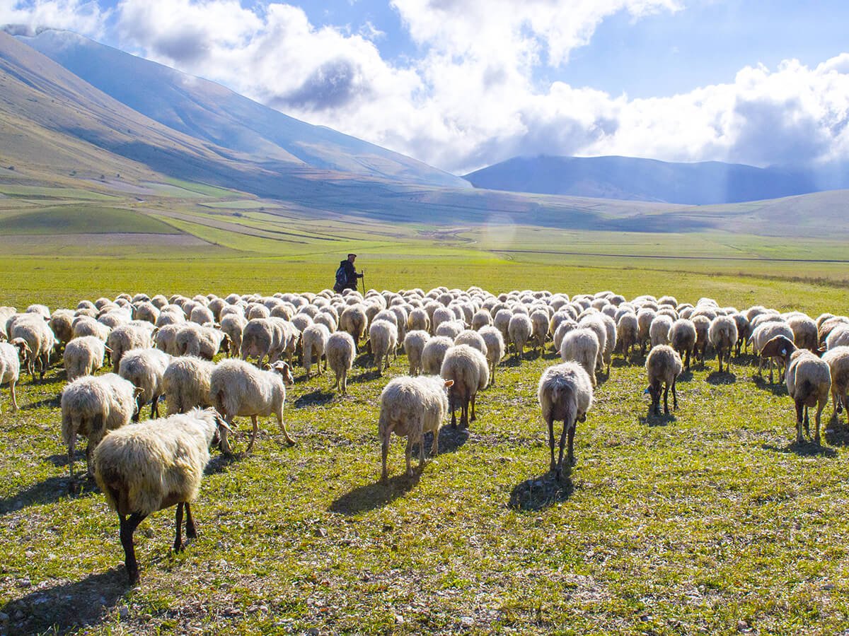 Пастырь и овцы