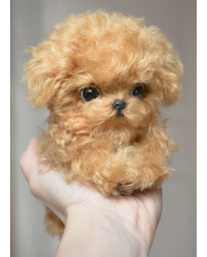 Той пудель Тикап