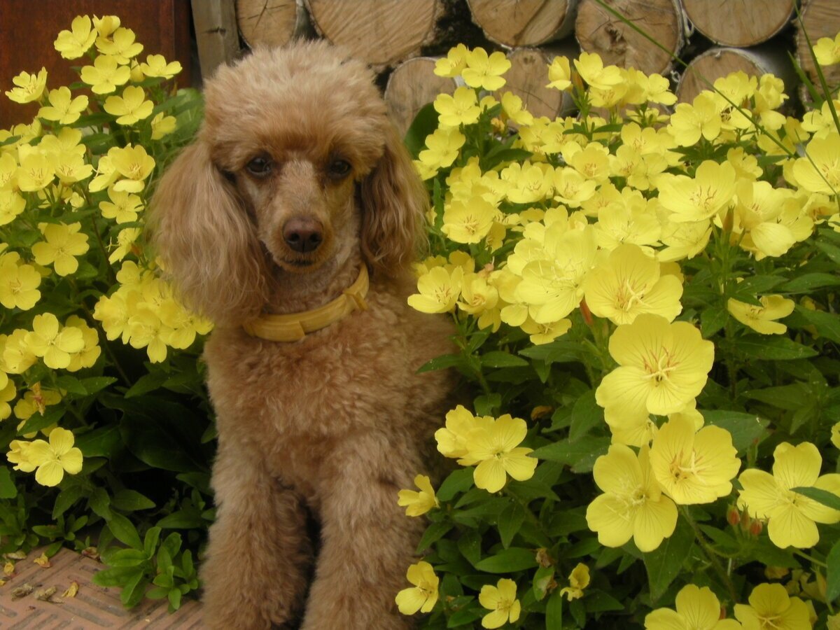 Голден пудель большой