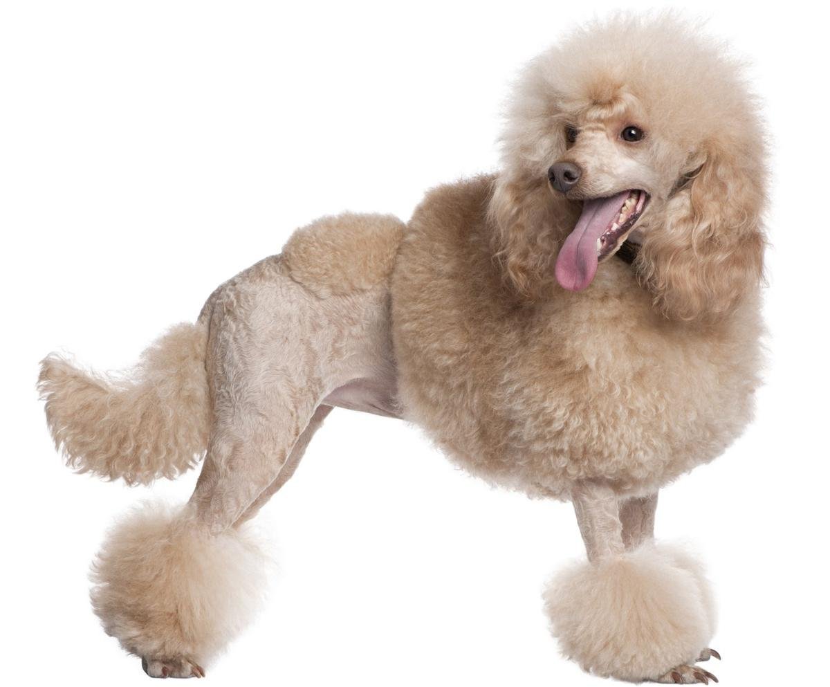 Пудель с кошкой