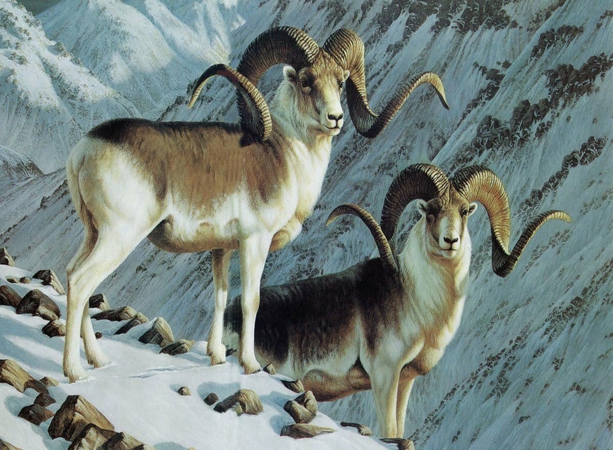 Аргали Марко поло