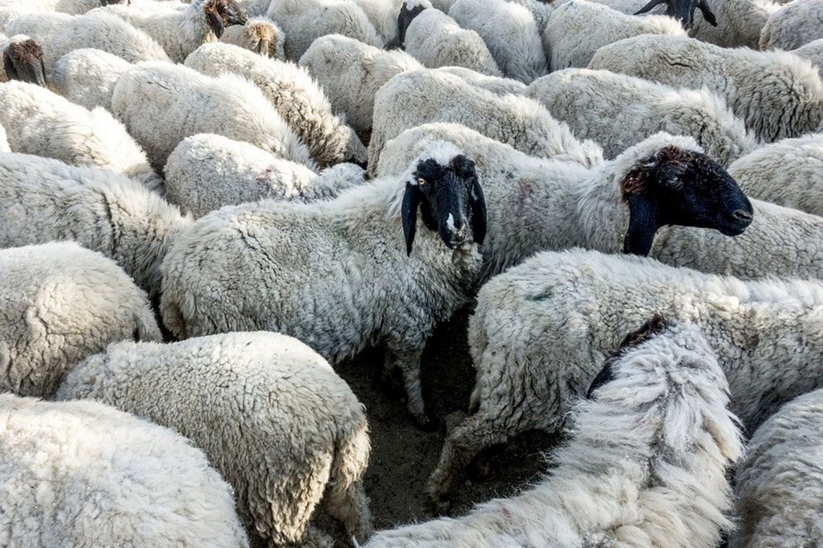 Фермер с овцами