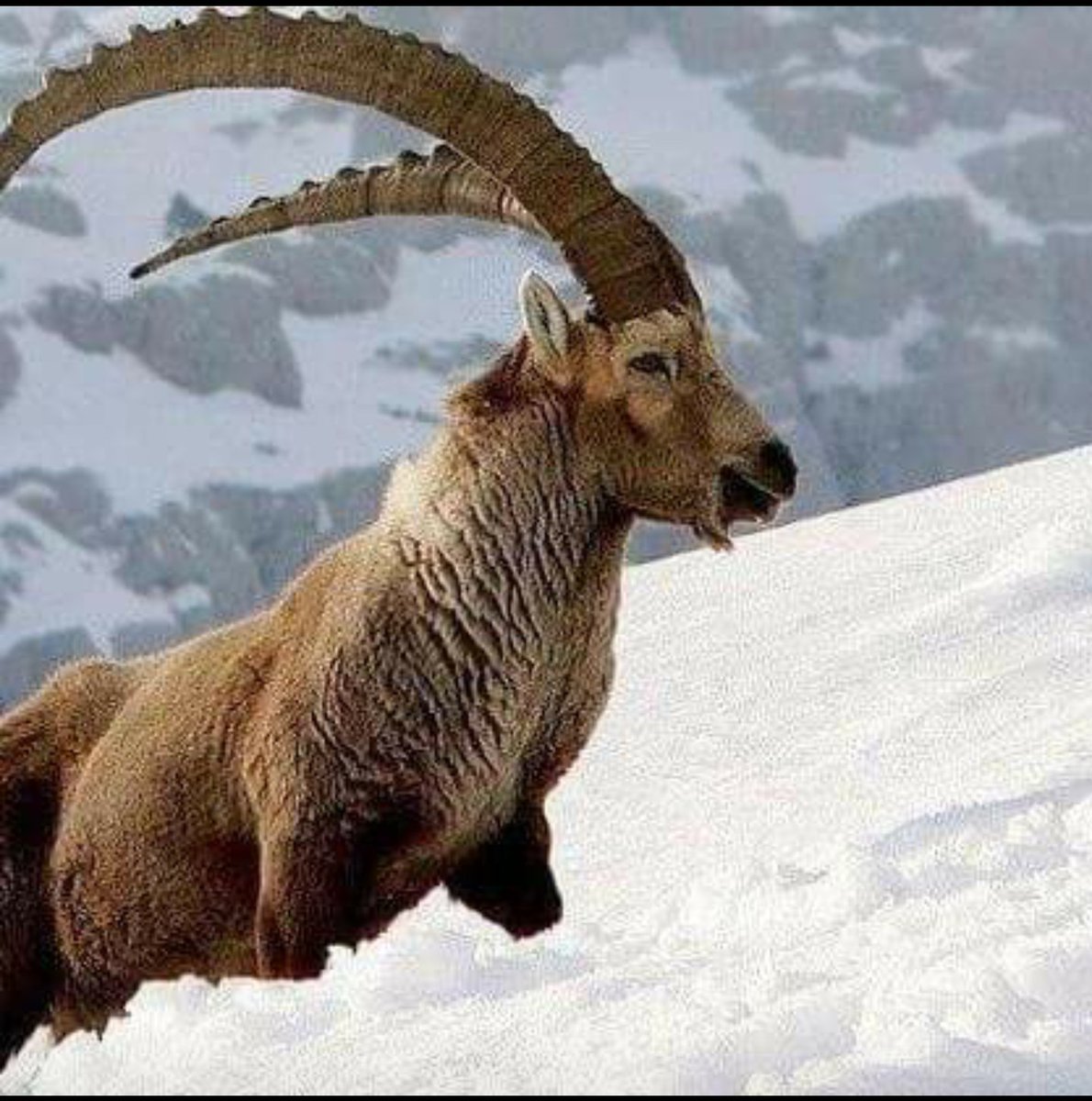 Горный баран Марко поло рога