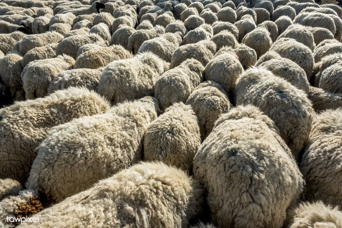 Овцеводство в Индии