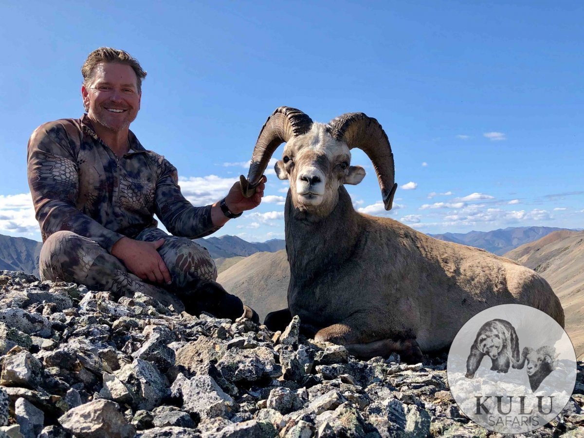 Баран Архар