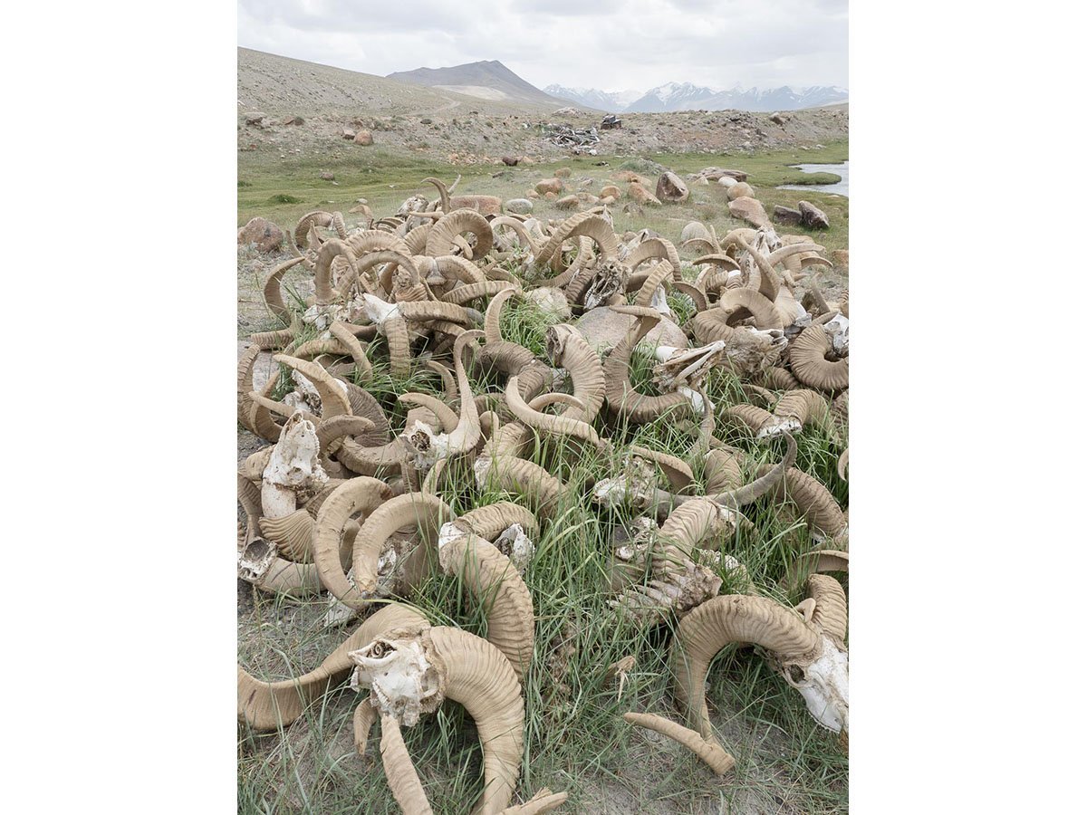 Толстороги и бараны Марко поло