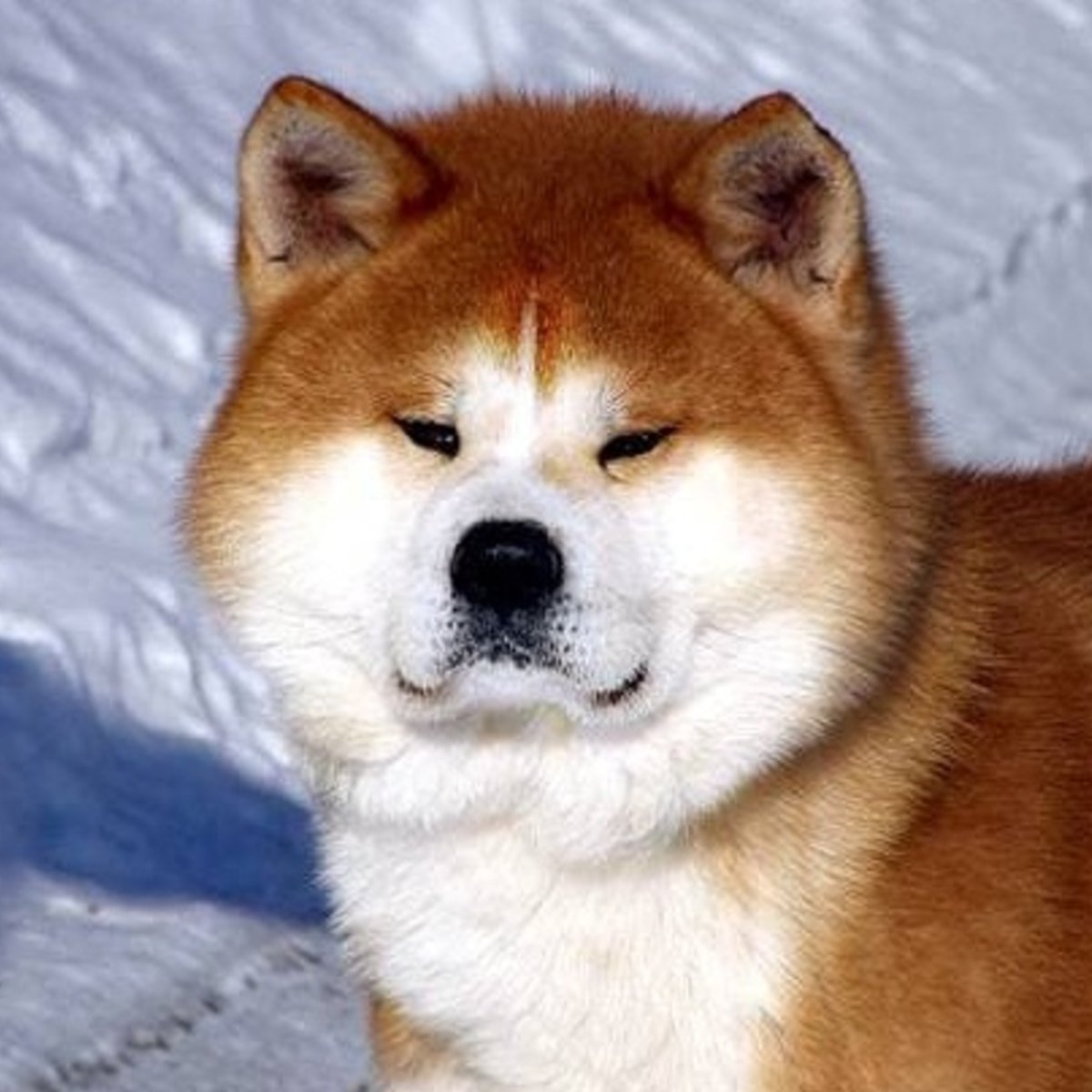 Киота собака