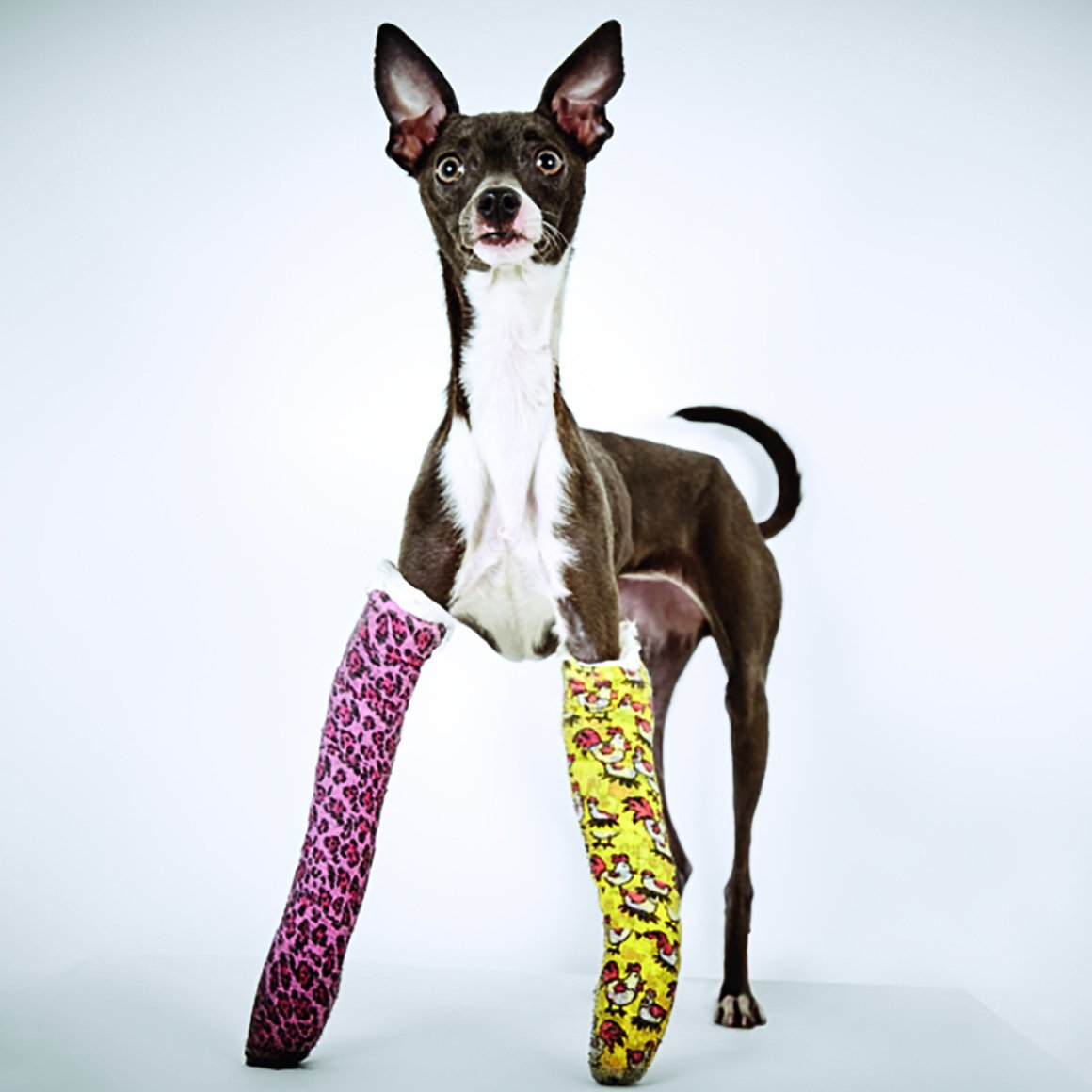 Собачка ёко парола