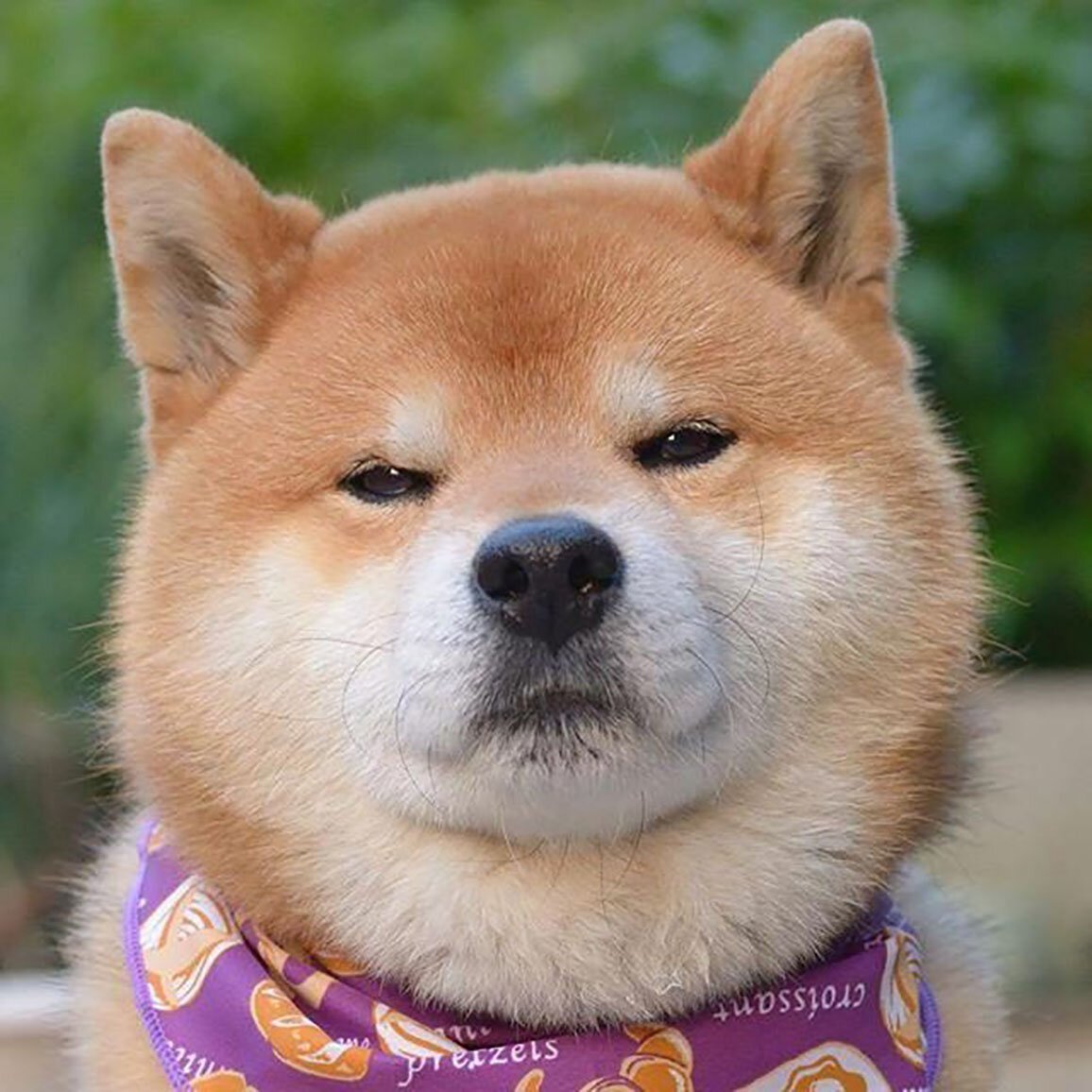 Японская порода собак сиба-ину