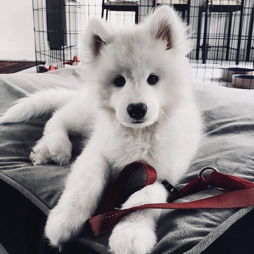 Собака хаски самоед