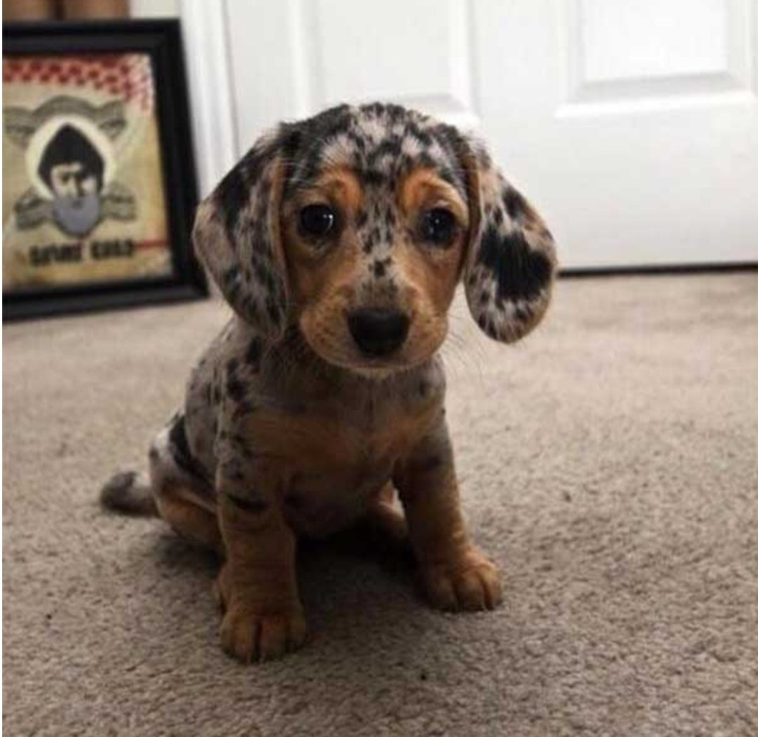 Такса далматинец