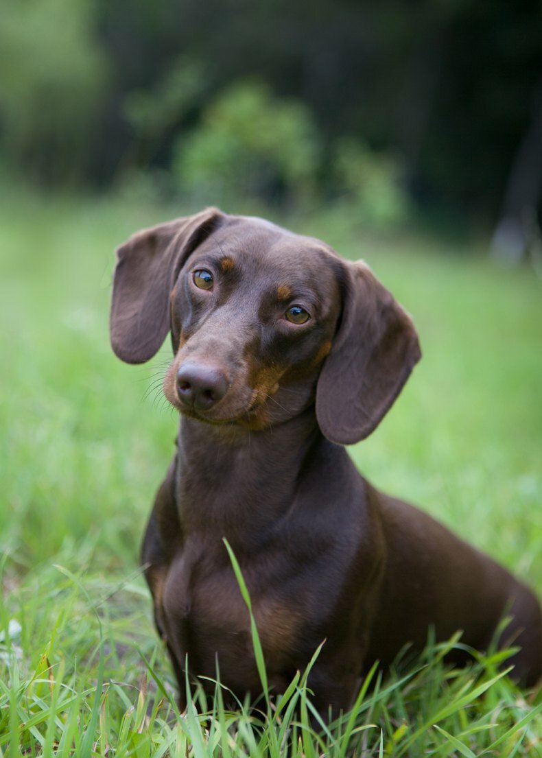 Такса собака короткошерстная