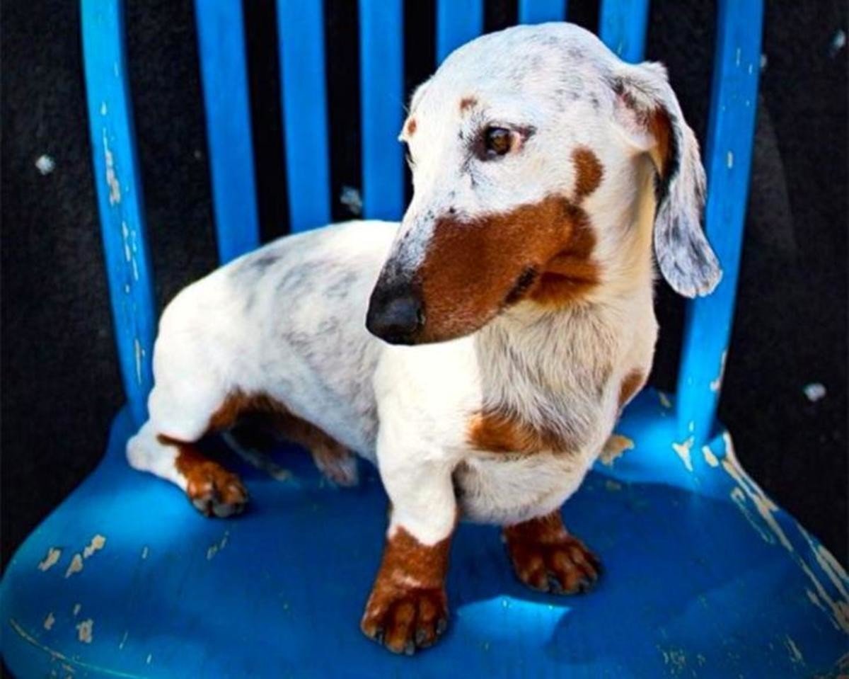 Витилиго у собак