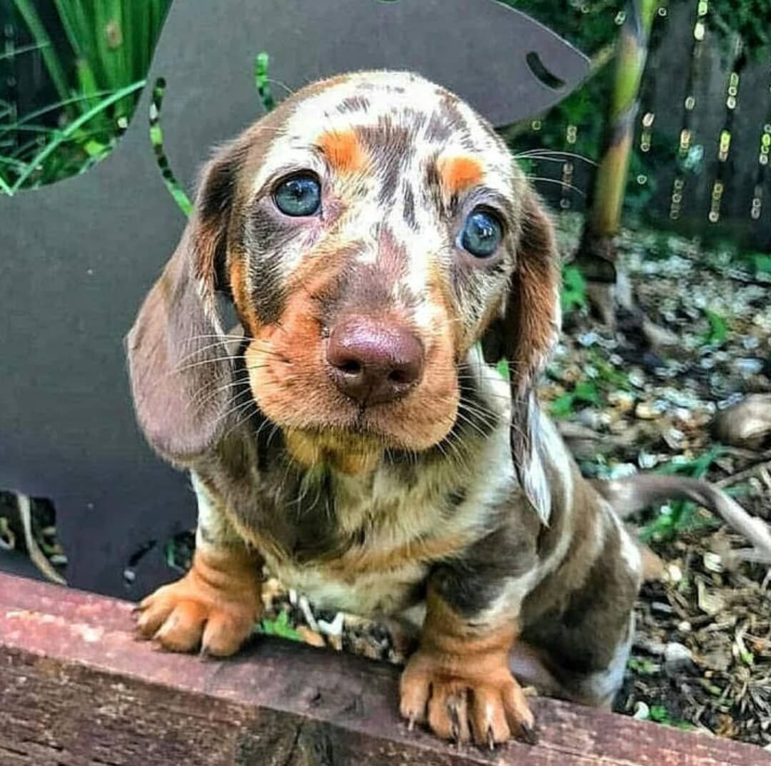 Такса пайболд