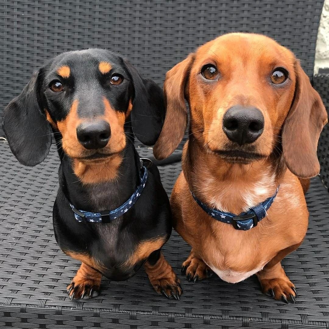 Карликовая кроличья такса