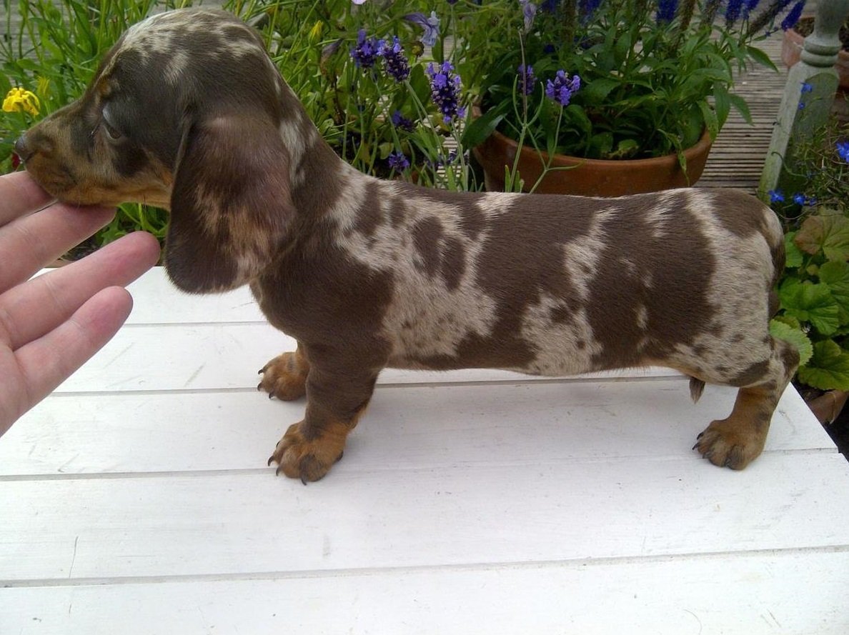 Кроличья такса окрасы