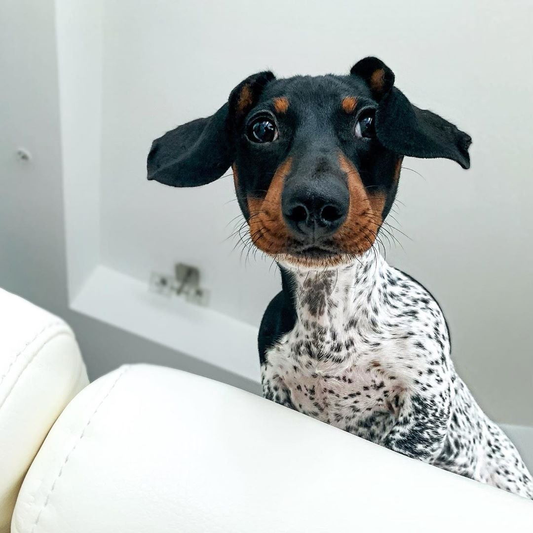 Такса окраса Далматин