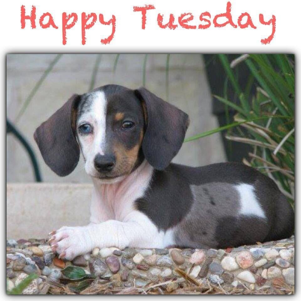 Пегая такса