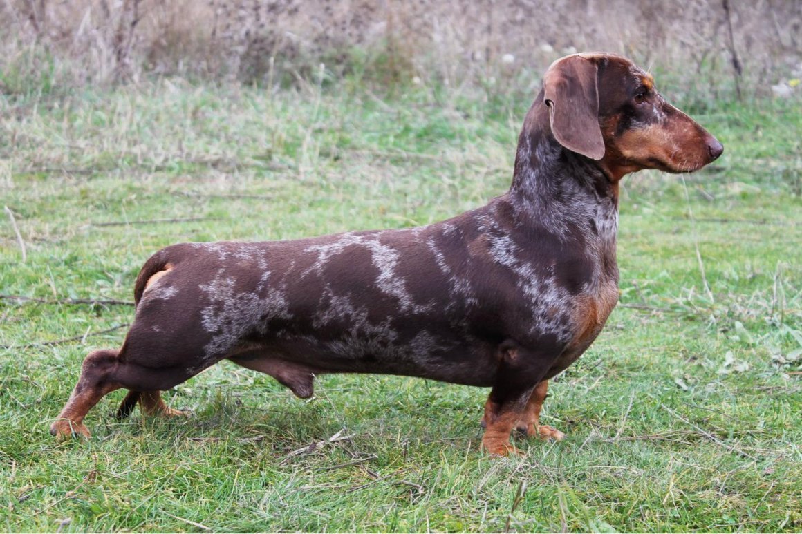 Такса мраморная короткошерстная