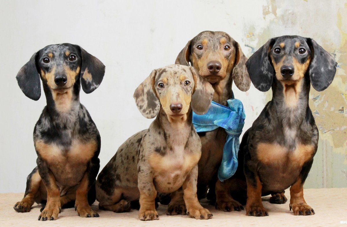 Такса окрас Твин